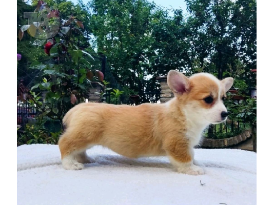 Ουαλικά corgi pembroke κουτάβια